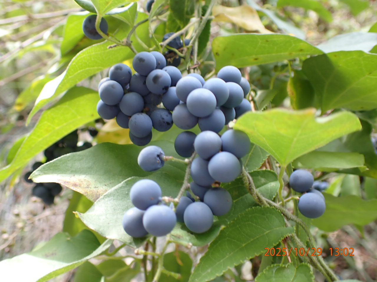 アオツヅラフジ