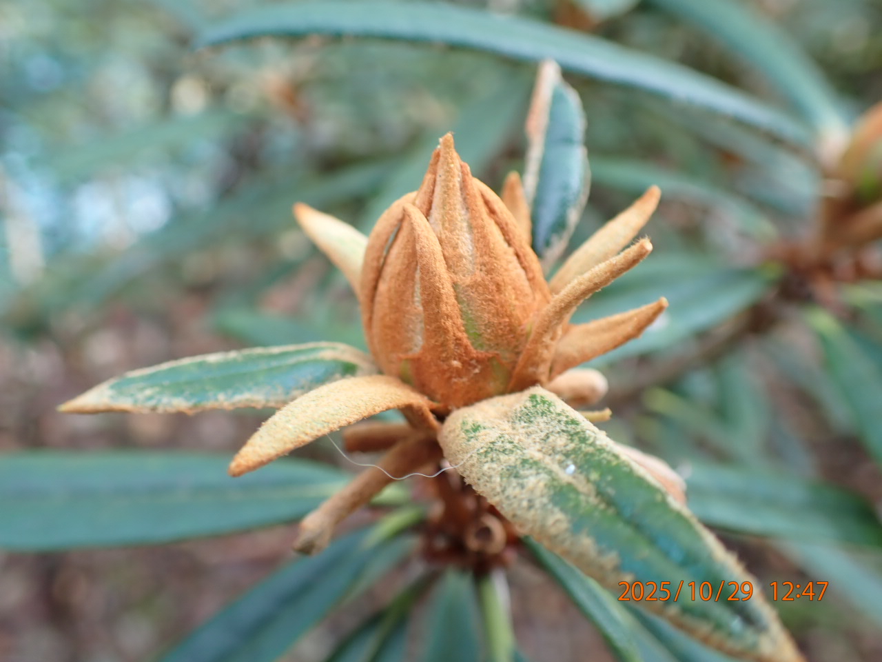 ホソバシャクナゲ