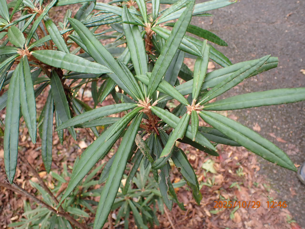 ホソバシャクナゲ