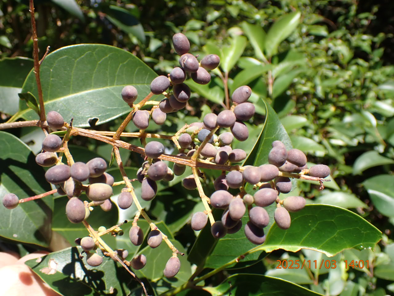 トウネズミモチ