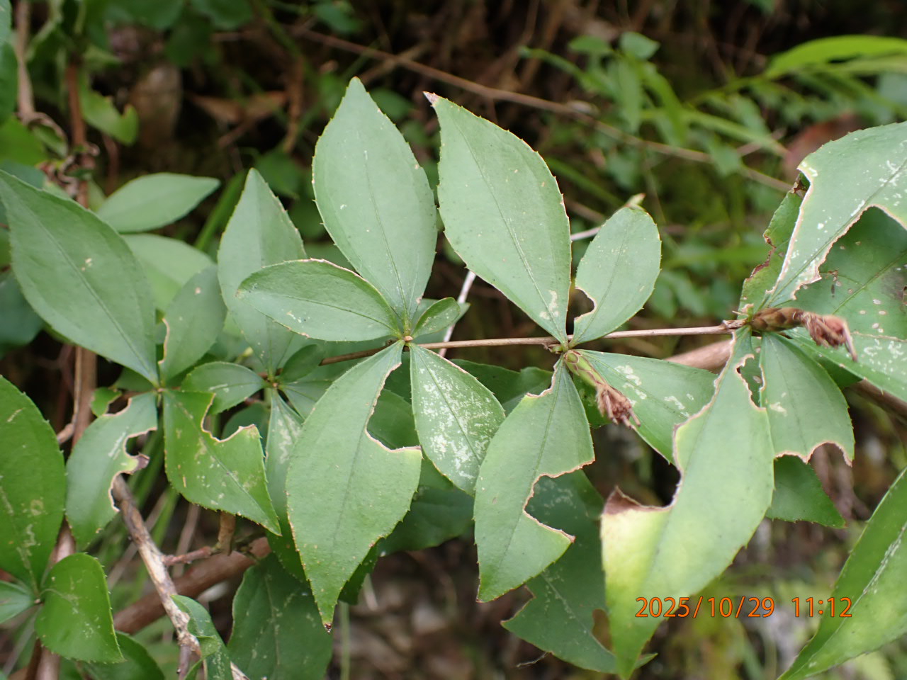 ナガバノコウヤボウキ