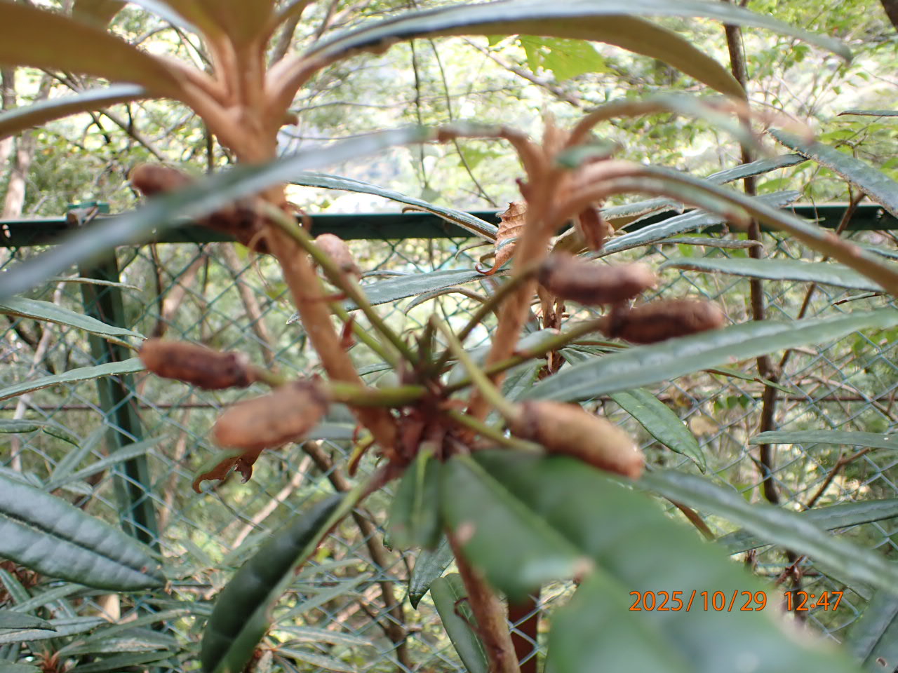 ホソバシャクナゲ