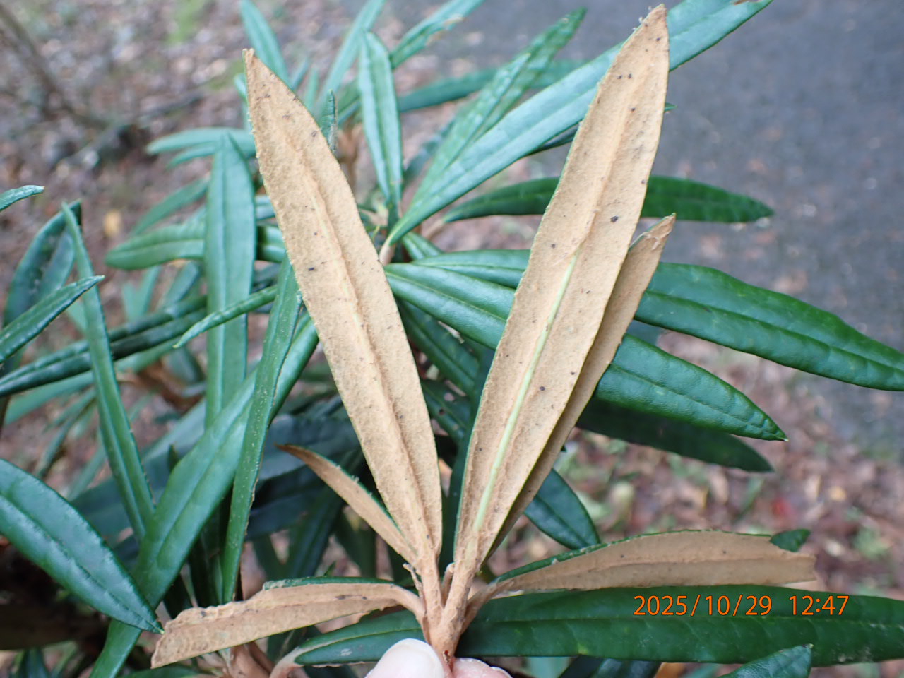 ホソバシャクナゲ