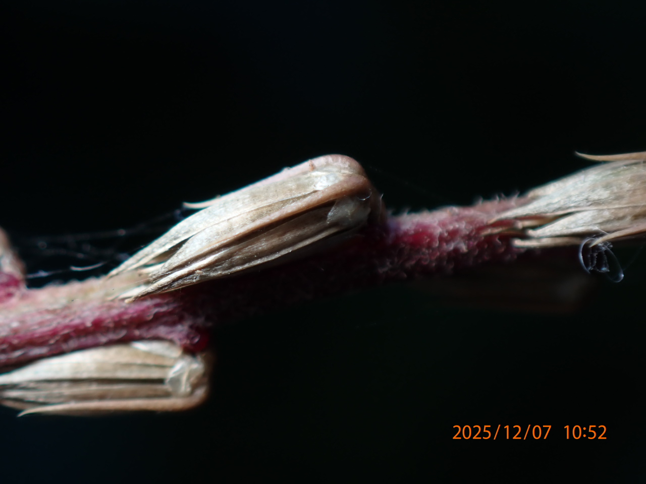 ヒカゲイノコヅチ